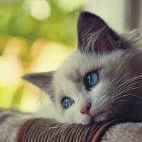 Avatar Vũ Thị Thảo